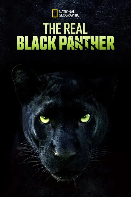 پوستر The Real Black Panther
