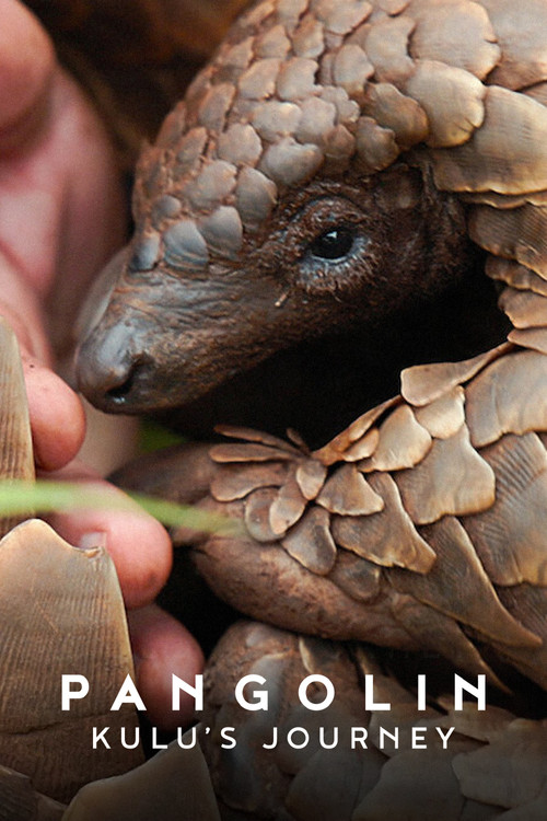 پوستر Pangolin: Kulu's Journey