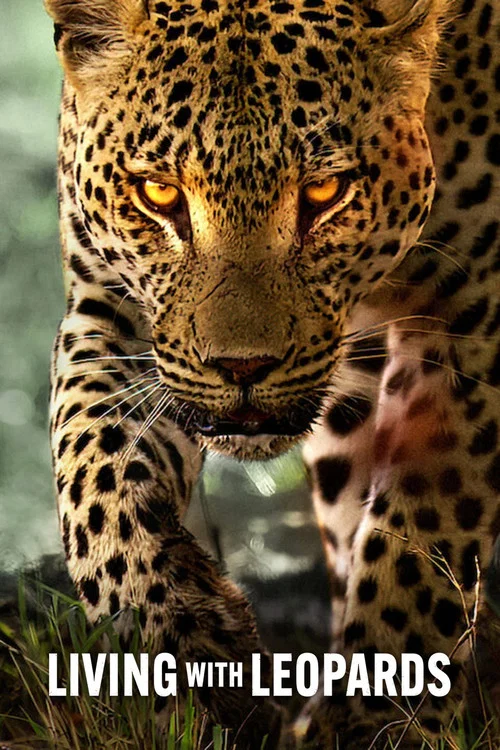 پوستر Living with Leopards