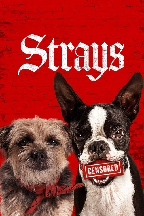 پوستر Strays