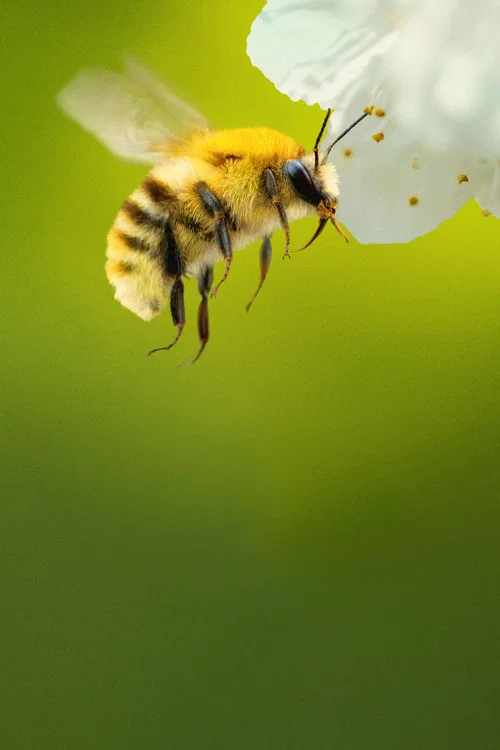 پوستر Secrets of the Bees