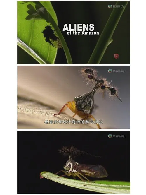 پوستر Aliens of the Amazon
